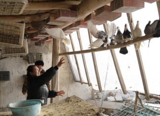 Thousands of people are forced out of their homes after 7.1 quake in western China