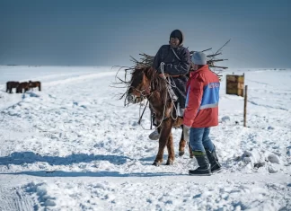 Heavy snows and drought of deadly ‘dzud’ kill more than 7 million head of livestock in Mongolia