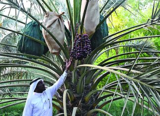 NEOM-KAUST partnership to target insects threatening Saudi Arabia’s 36 million palm trees