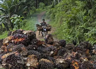 A study finds Indonesia’s deforested land is often left idle. But some see potential in that