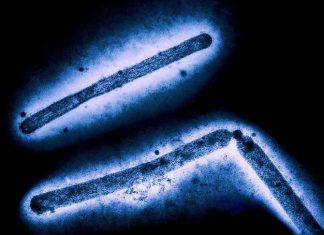 Malaria cases up again in 2023, African children worst hit, WHO reports