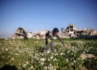 Egypt appreciates Trump’s decision not to displace Gazans