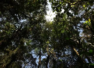 How forests help feed the world