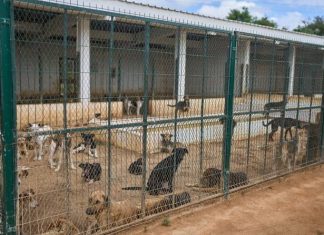 Morocco unveils policies it hopes bolster the care and management of stray dogs