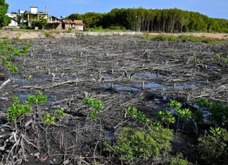 World Environment Day: Earth’s climate warnings keep growing louder
