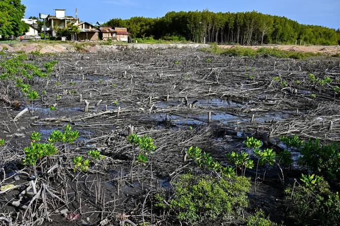 afp_20230726_33pz4hj_v1_highres_indonesiaenvironmentmangrove_1