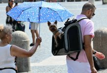 Climate resilience no longer enough for Europe