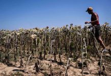 Europe Scorched by Severe Heatwave as Italy Issues Nationwide Red Alert and Austria Sets All-Time Temperature Record