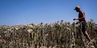 Europe Scorched by Severe Heatwave as Italy Issues Nationwide Red Alert and Austria Sets All-Time Temperature Record