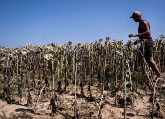 Europe Scorched by Severe Heatwave as Italy Issues Nationwide Red Alert and Austria Sets All-Time Temperature Record