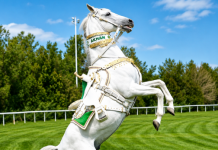 Netherlands to Host First World Championship for Akhal-Teke Horses in September