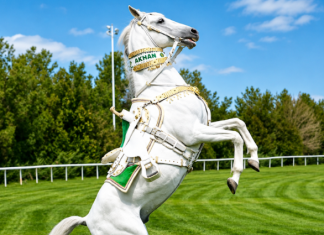 Netherlands to Host First World Championship for Akhal-Teke Horses in September