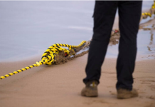 Iranian officials: Tehran has detailed plans to hit Gulf undersea cables if war resumes
